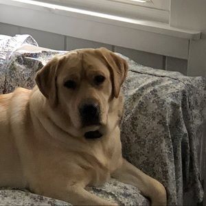 Meet your Posher, Alison